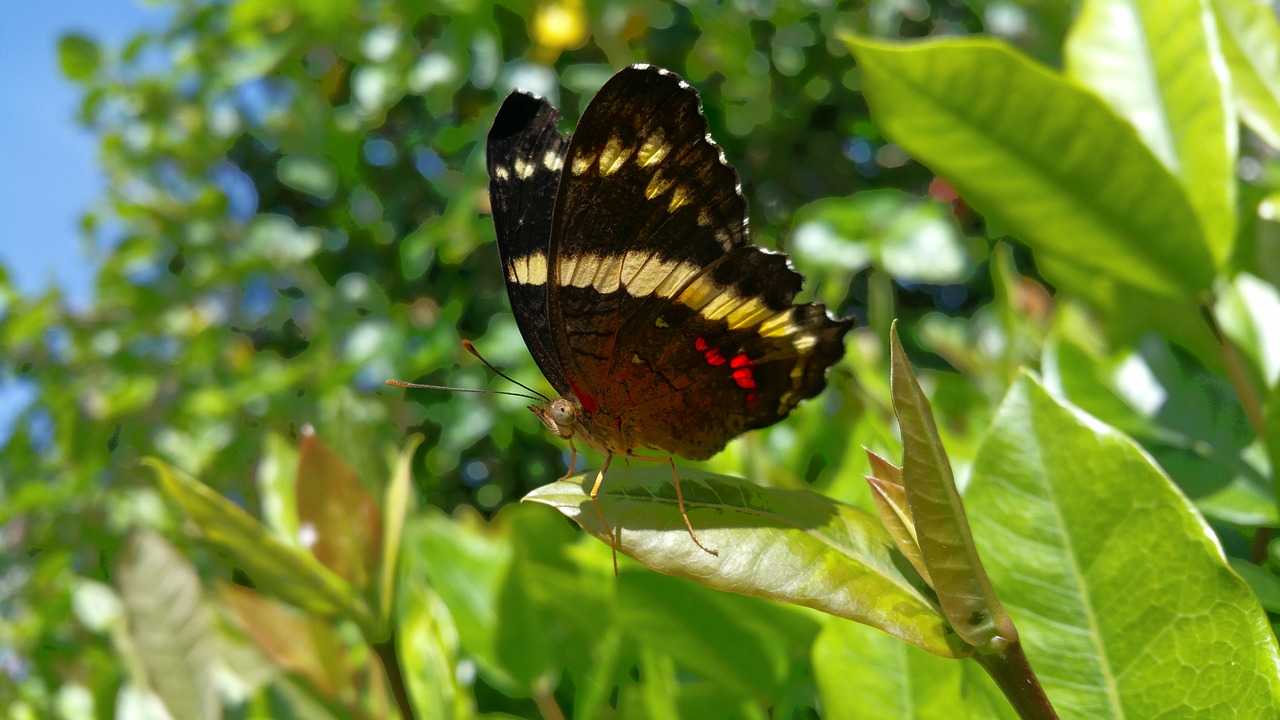 butterfly insect wing's free photo