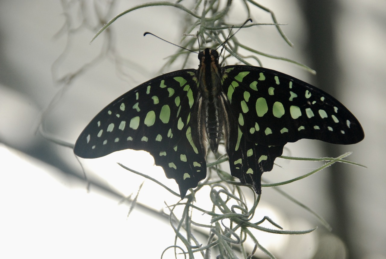 butterfly exotic nature free photo