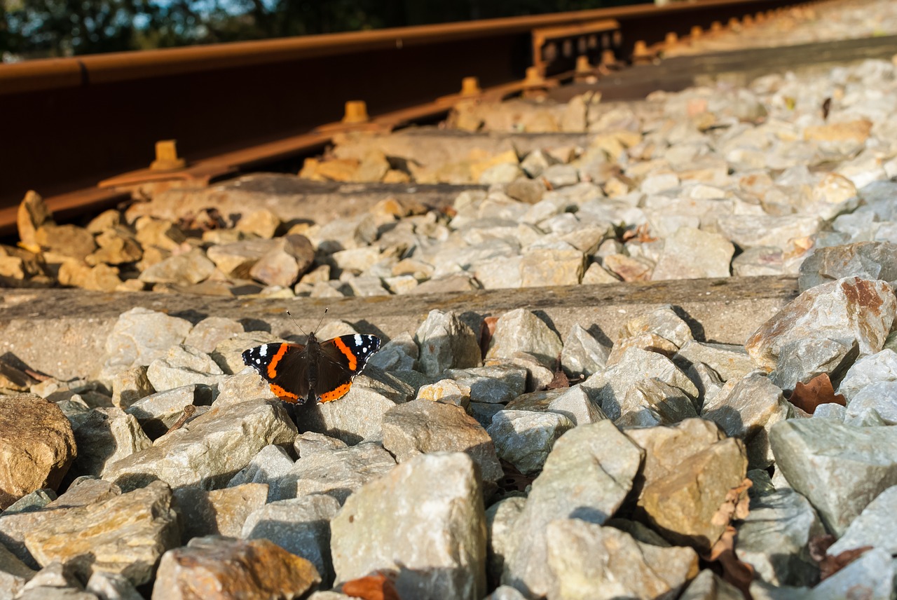 butterfly railway track free photo