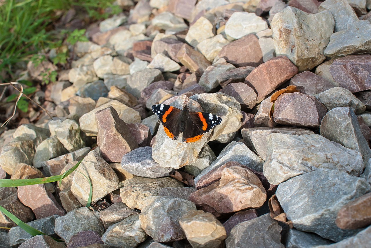 butterfly fall orange free photo