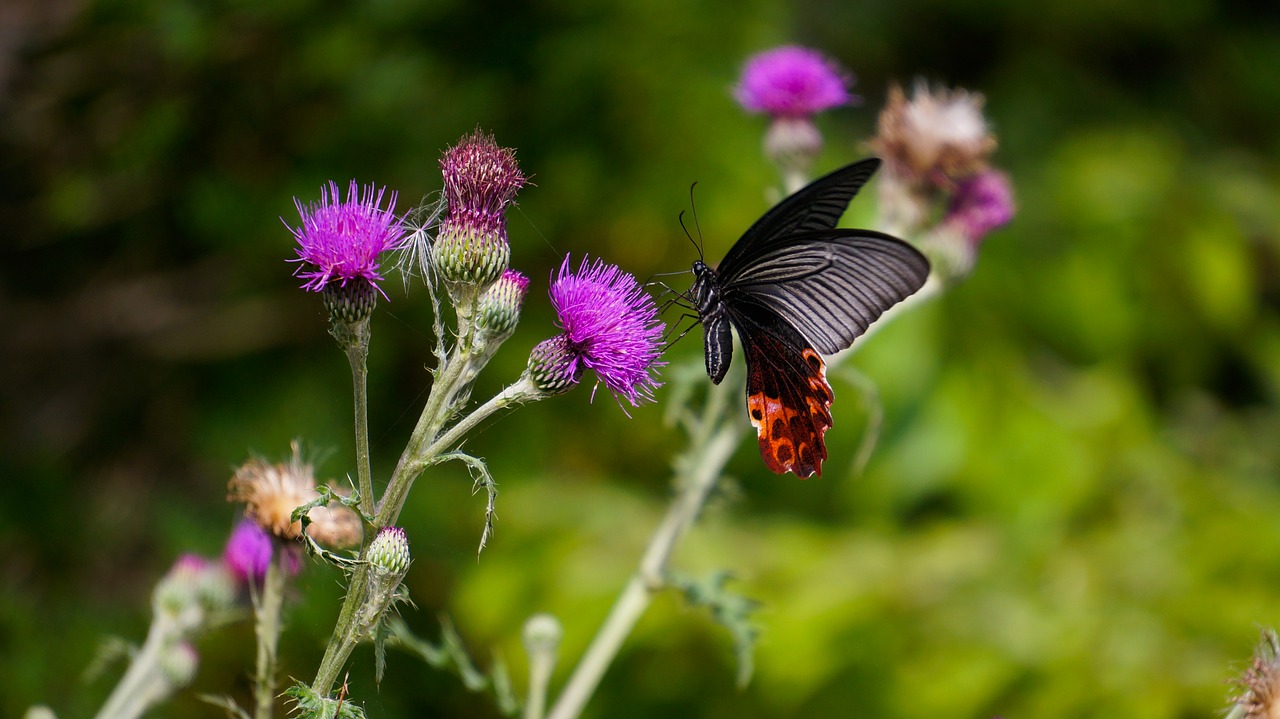 butterfly flowers nature free photo