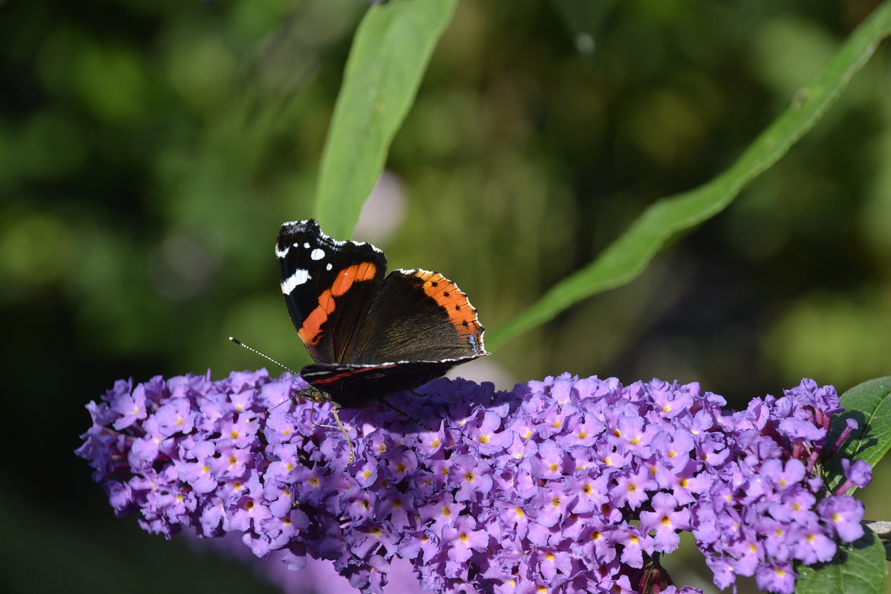 butterfly flower sums free photo