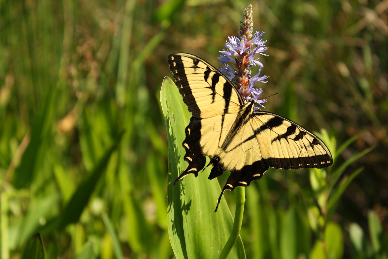 butterfly pollen nature free photo