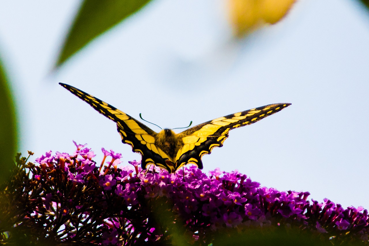 butterfly flower pink free photo