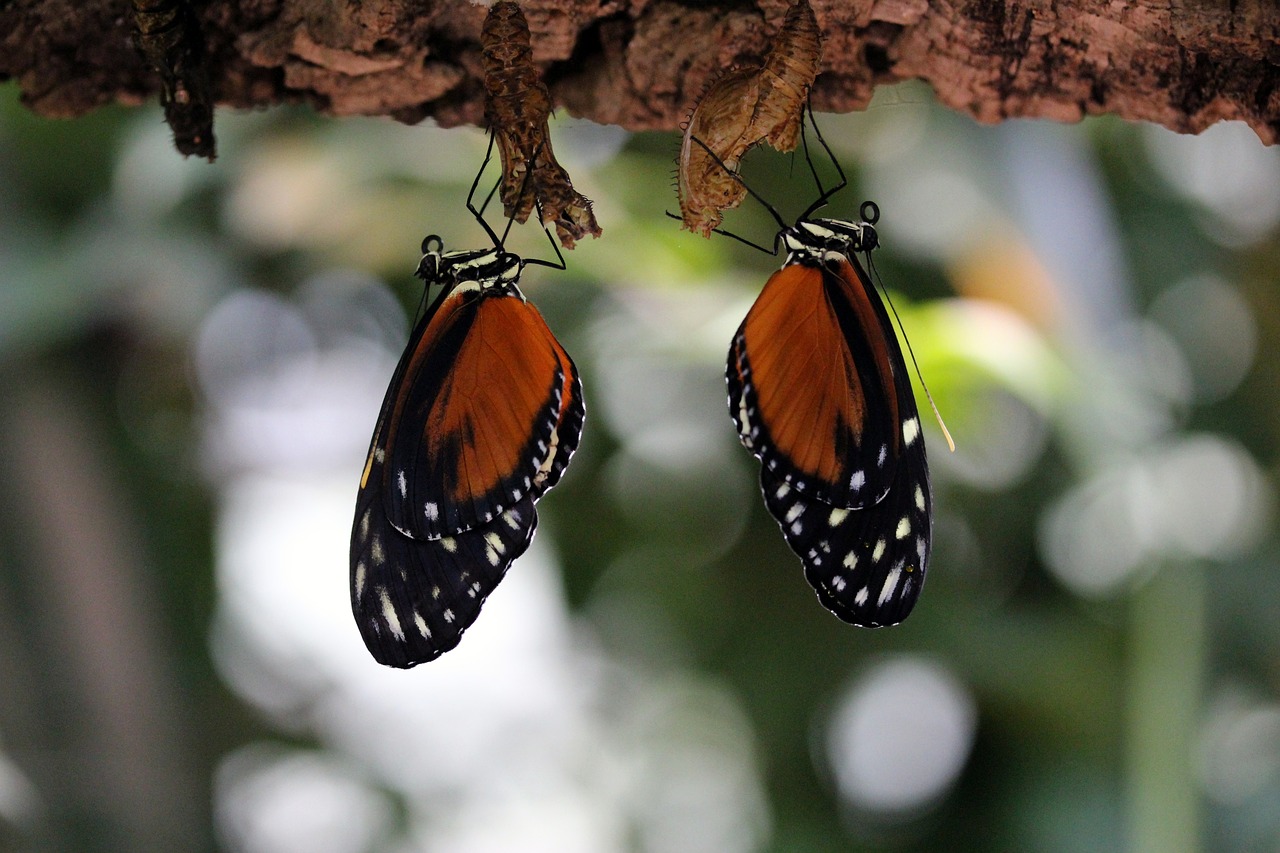 butterfly orange insect free photo