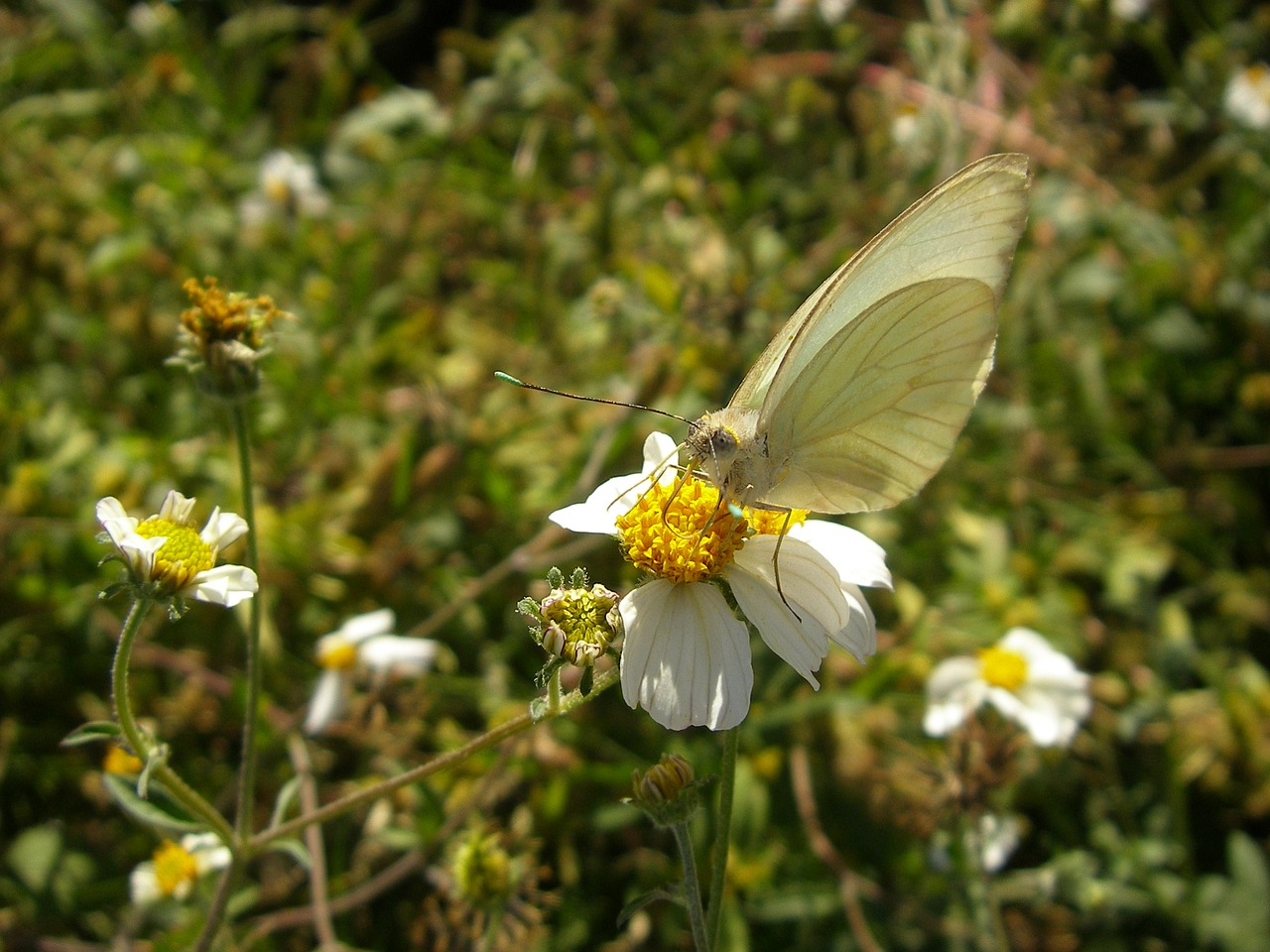 butterfly insect flowers free photo