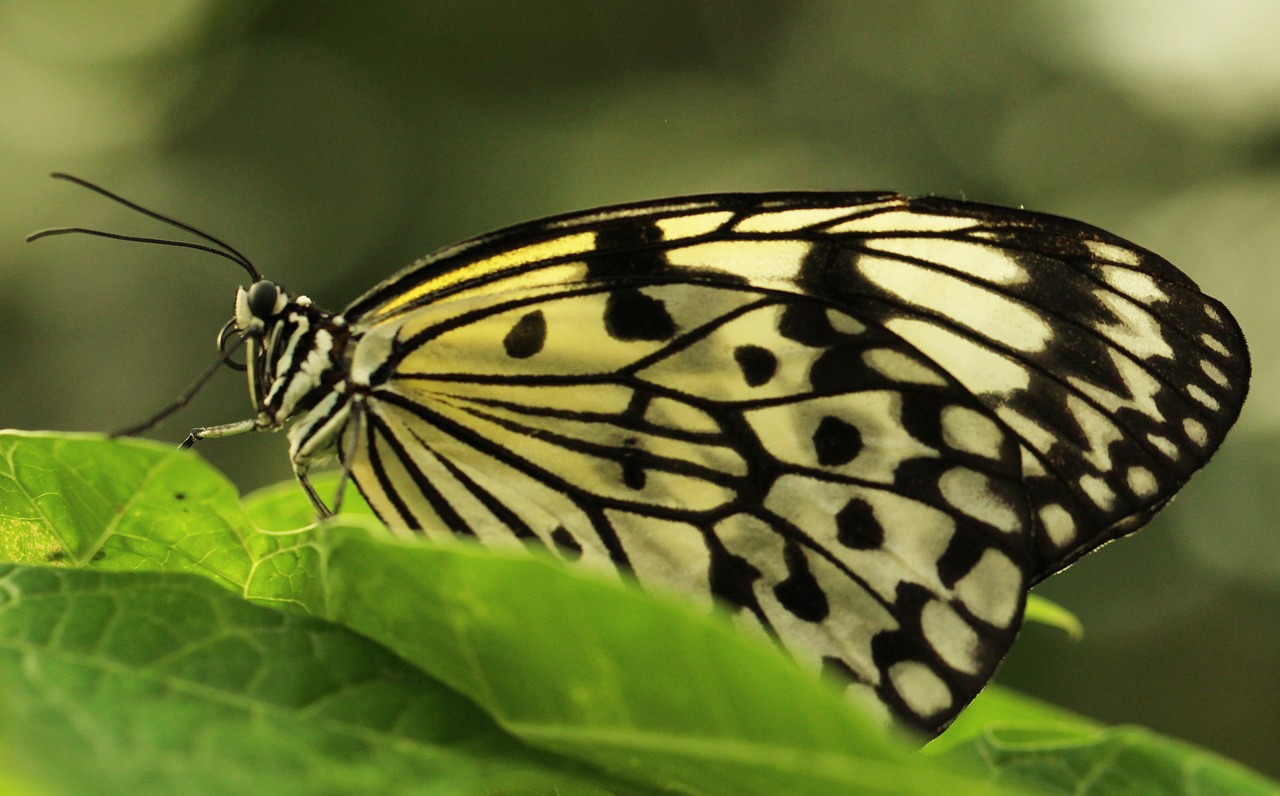 butterfly tropical world animal free photo