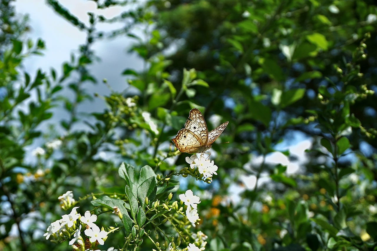 butterfly insect wings free photo