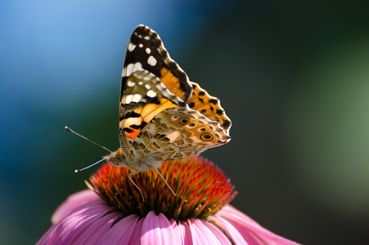 butterfly animal macro free photo