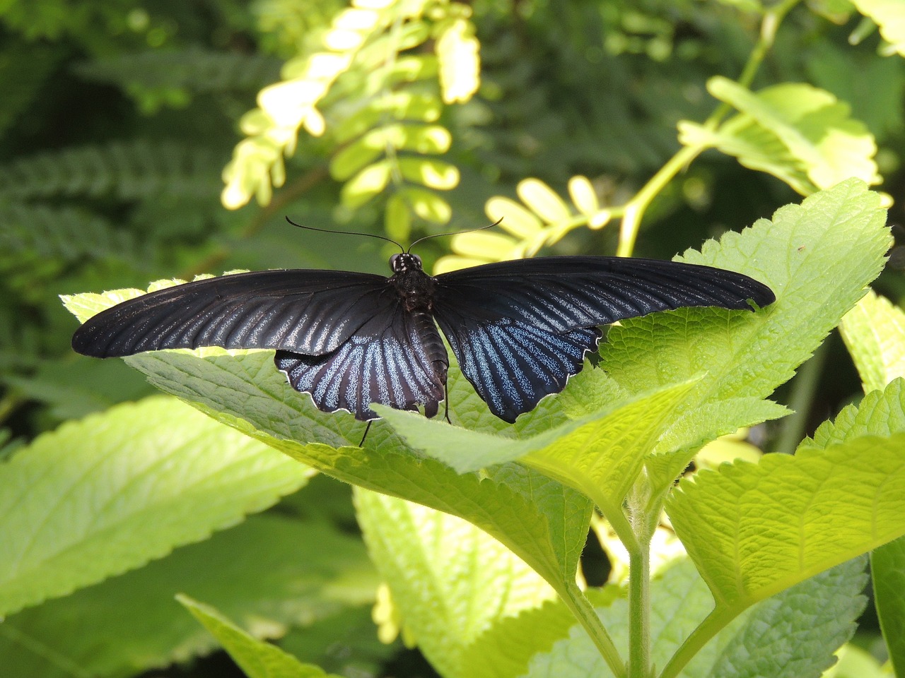 butterfly nature close free photo