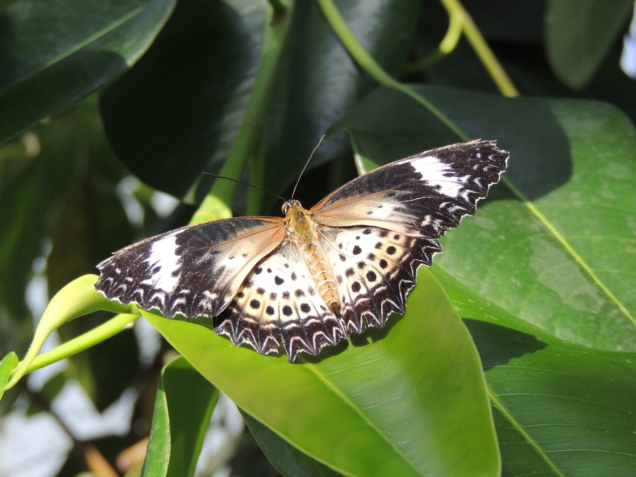 butterfly nature close free photo