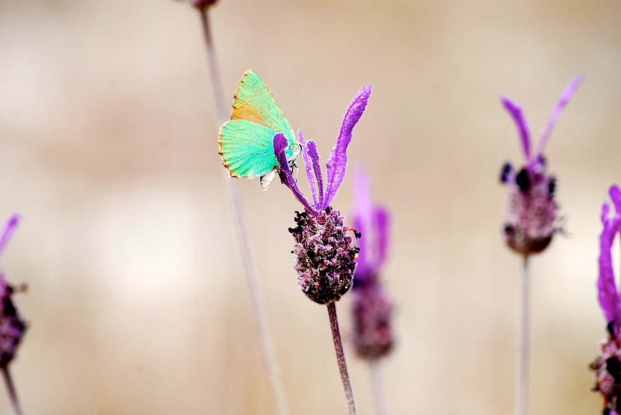 butterfly flower senegal free photo