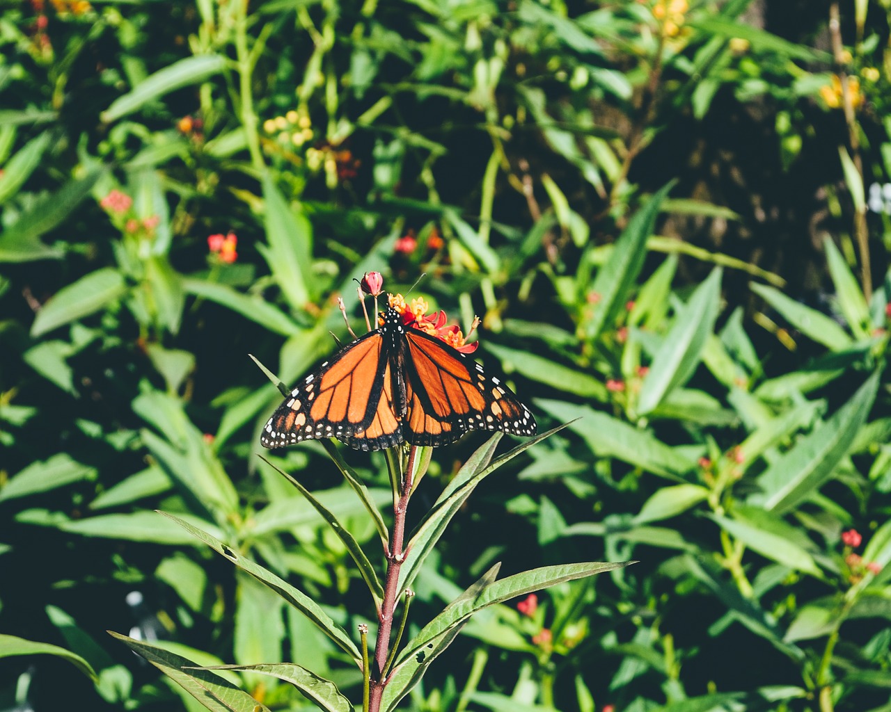butterfly monarch butterfly outdoors free photo