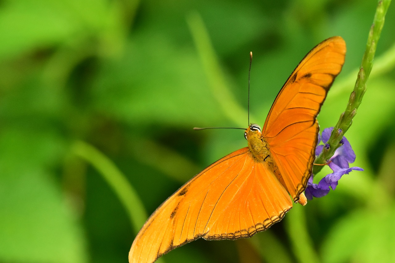 butterfly orange green background free photo