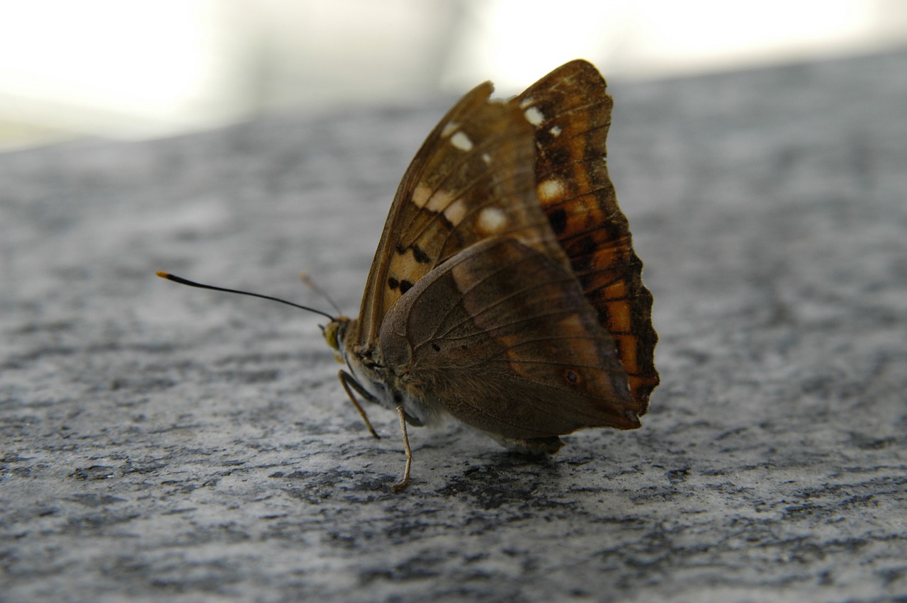 butterfly nature macro free photo