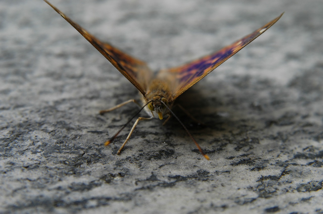 butterfly macro nature free photo