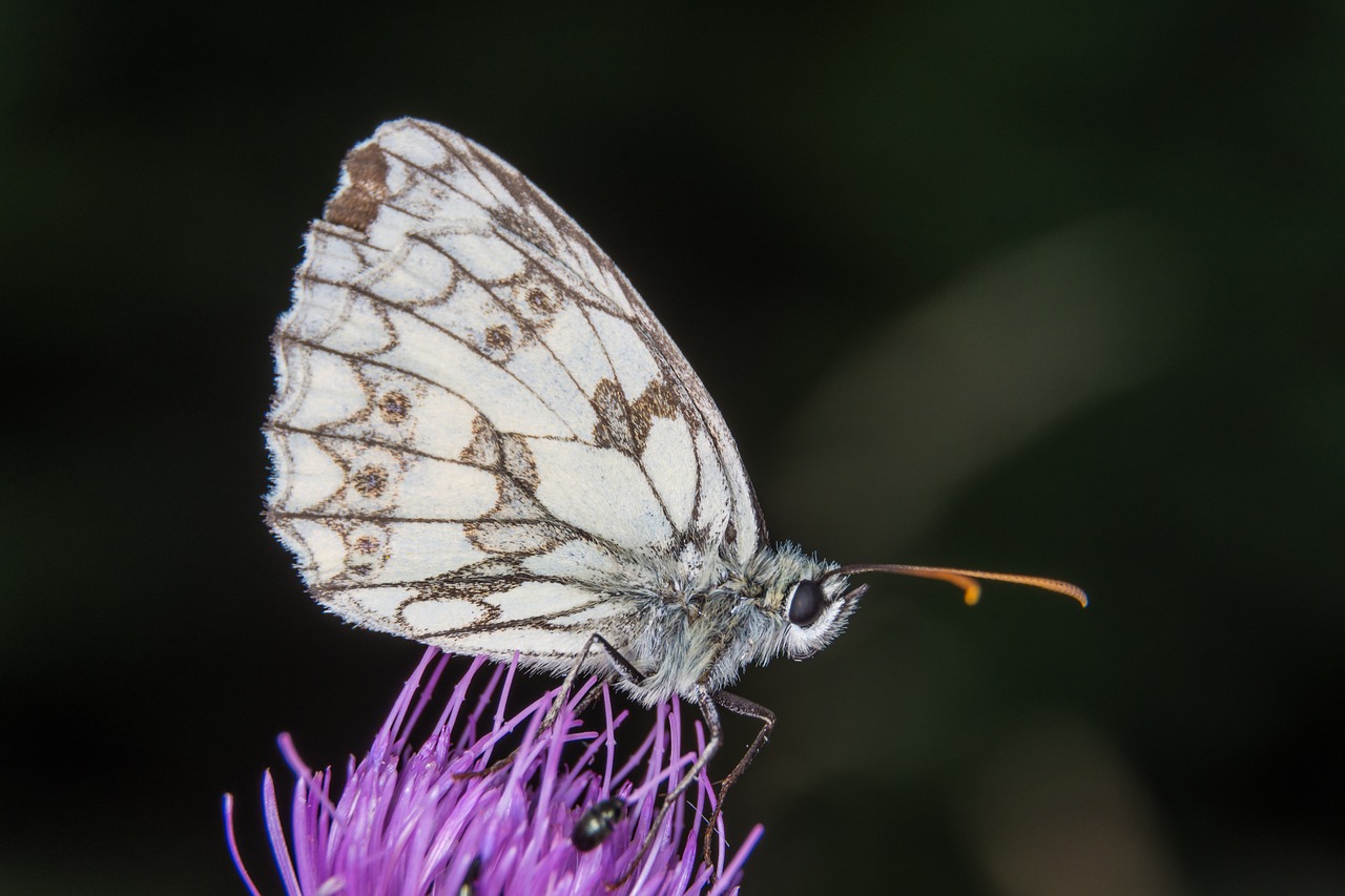 butterfly macro small chess board free photo