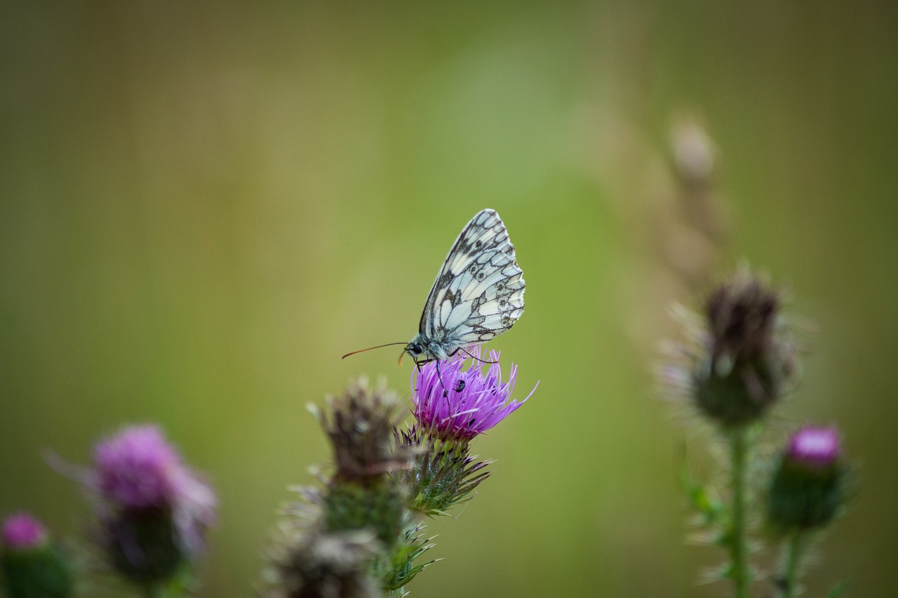 butterfly macro small chess board free photo