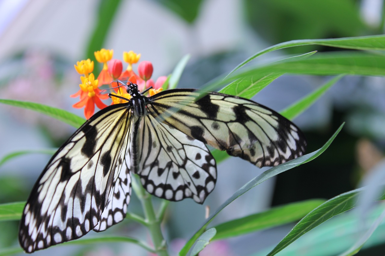 butterfly flower butter fly free photo