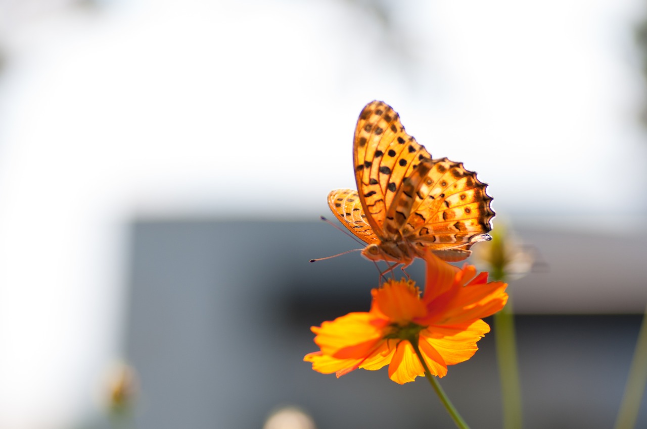 butterfly cosmos blurred free photo