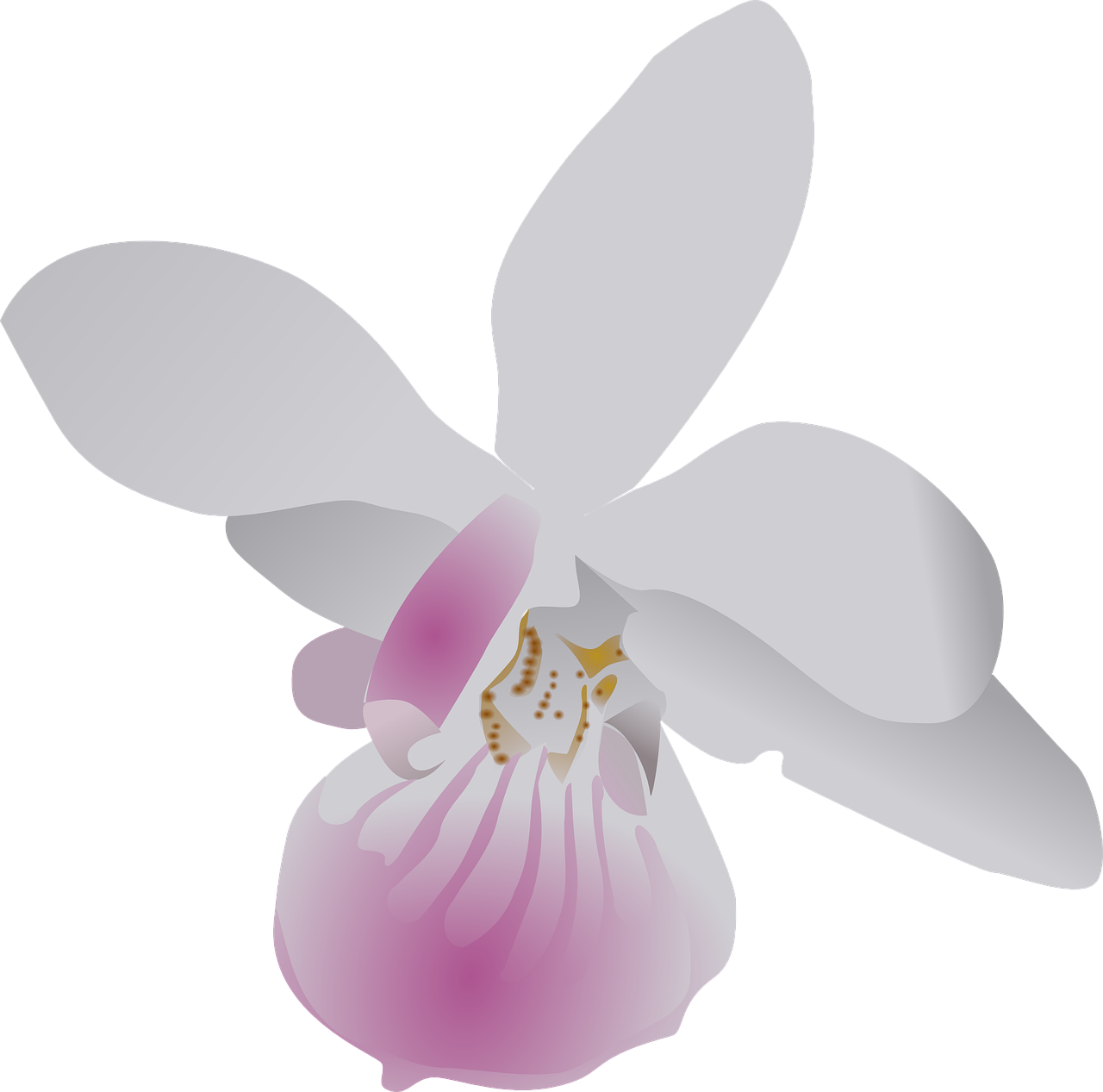 butterfly orchid flower free photo