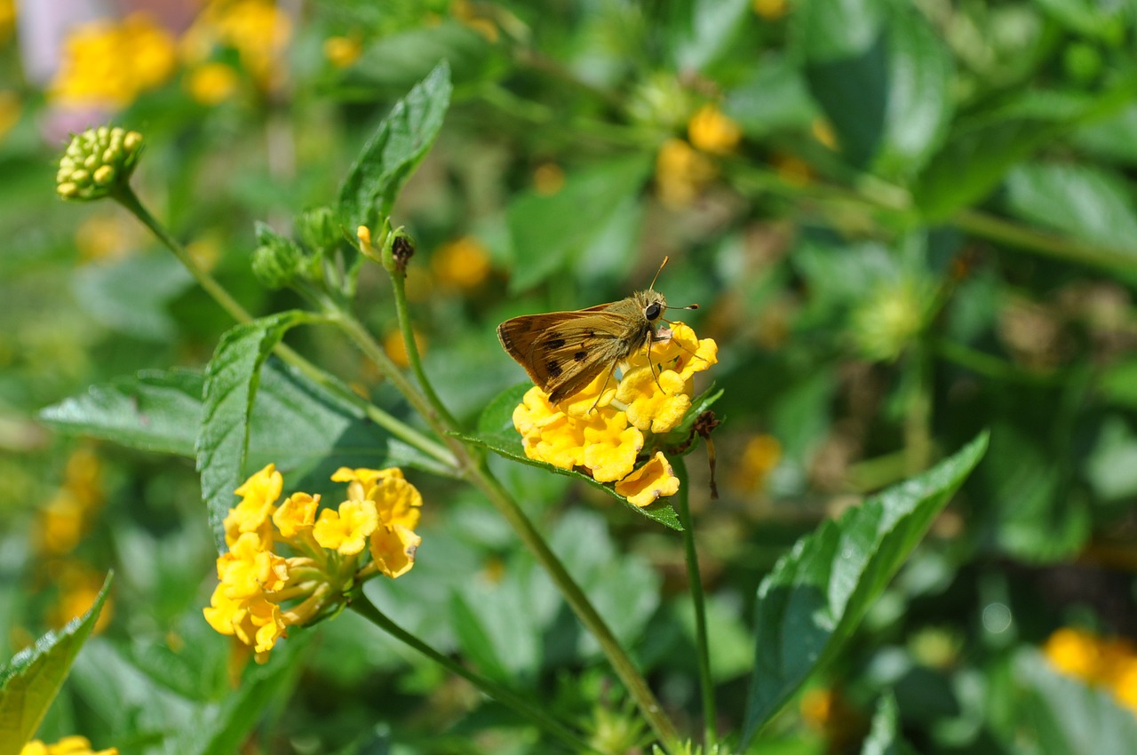 butterfly flowers nature free photo