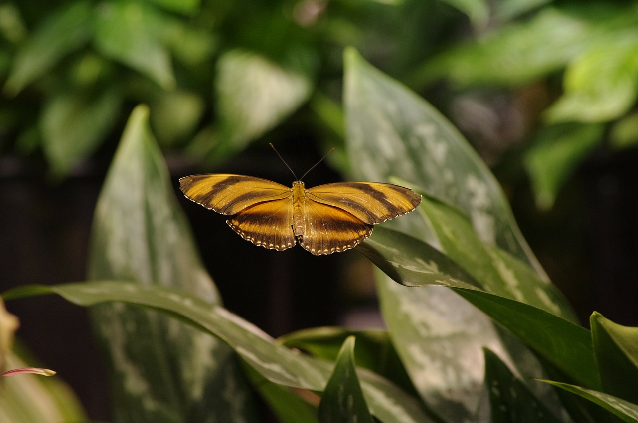 butterfly orange green free photo