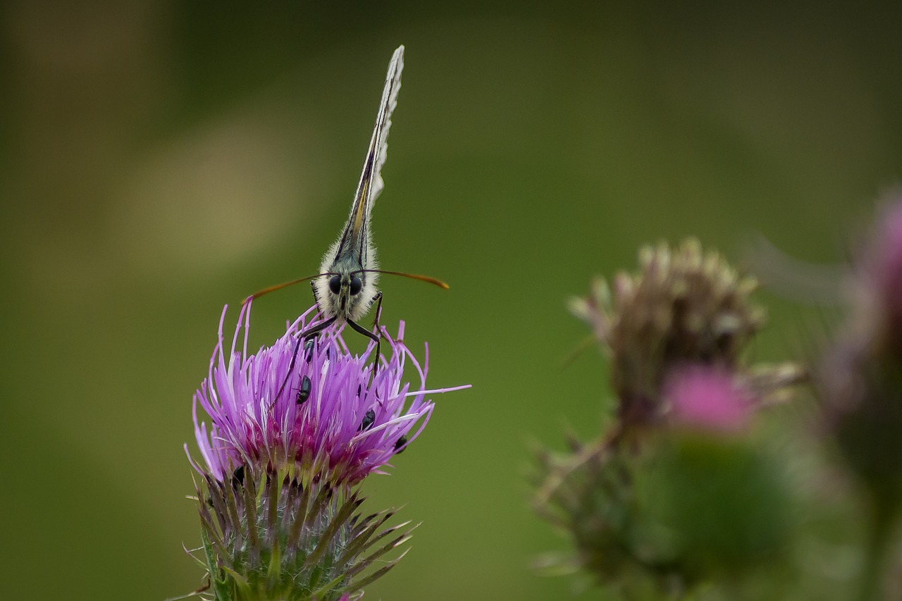 butterfly macro thistle free photo