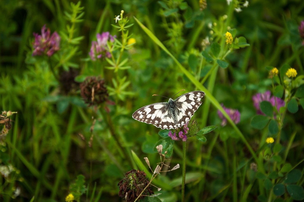 butterfly flowers flower meadow free photo