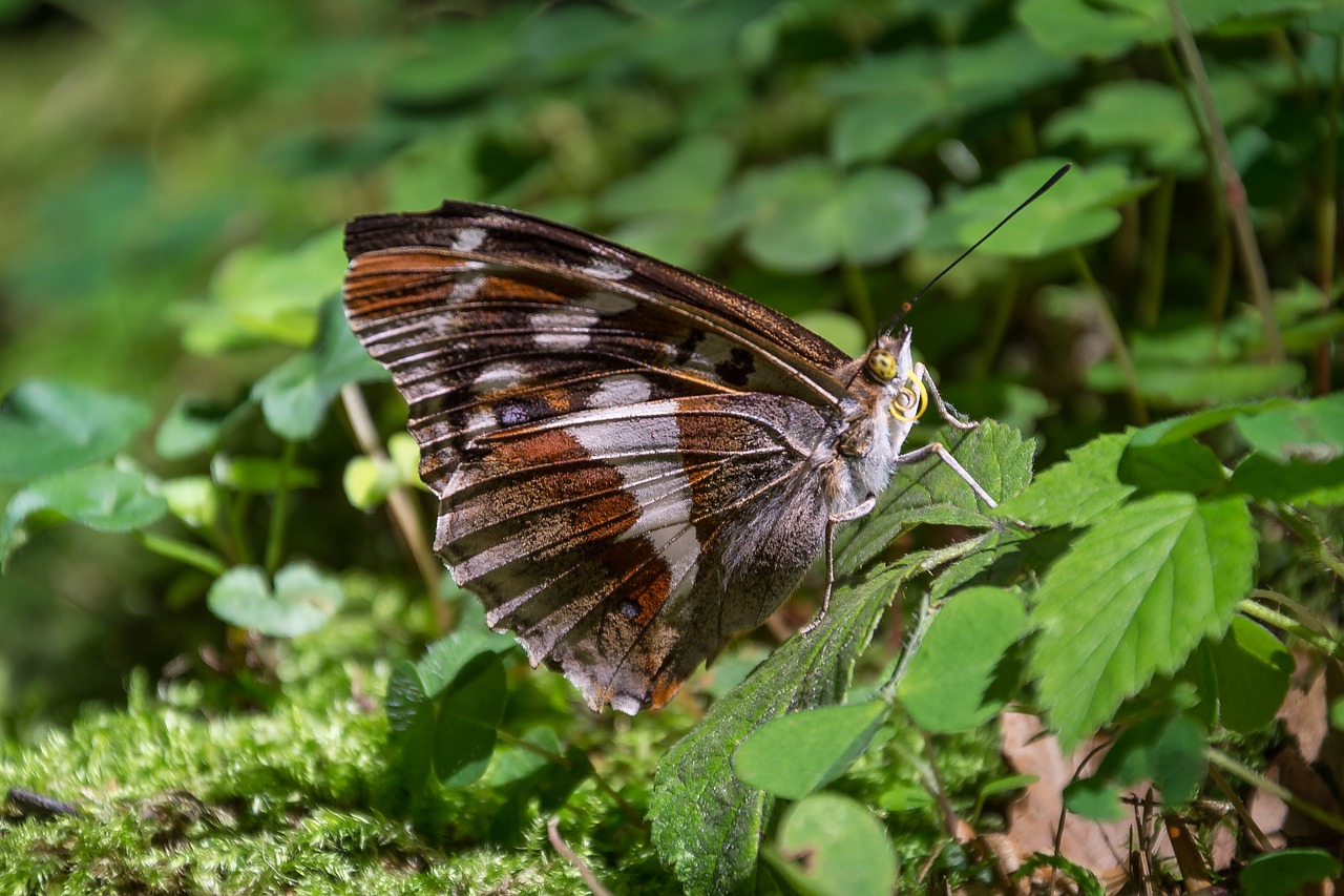 butterfly macro diestel falter free photo