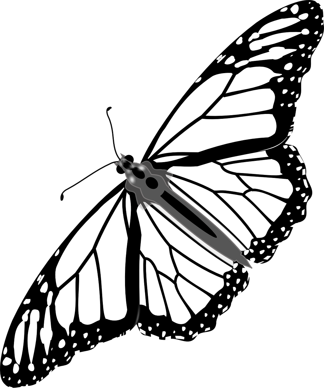 Butterfly Monarch Insect Black White Free Image From Needpix Com