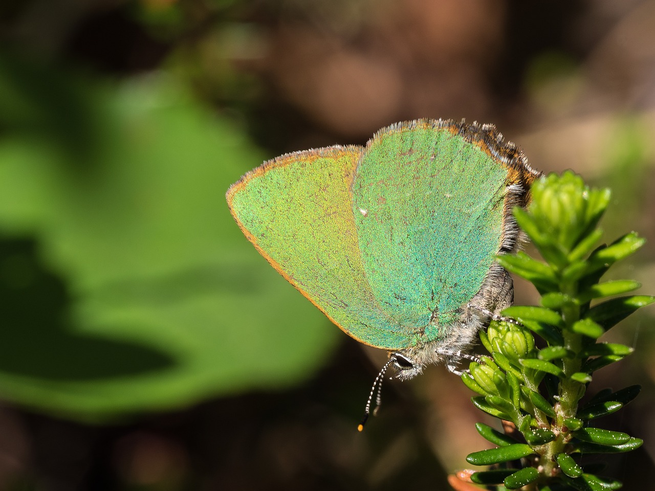 butterfly insect color free photo