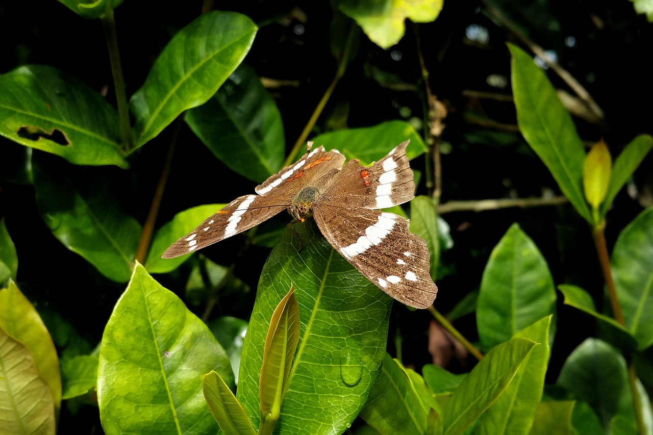 butterfly insect wing's free photo