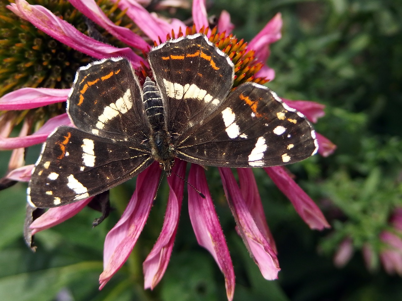 butterfly butterfly wings free pictures free photo