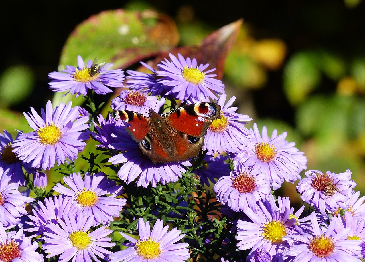 butterfly flower blossom free photo