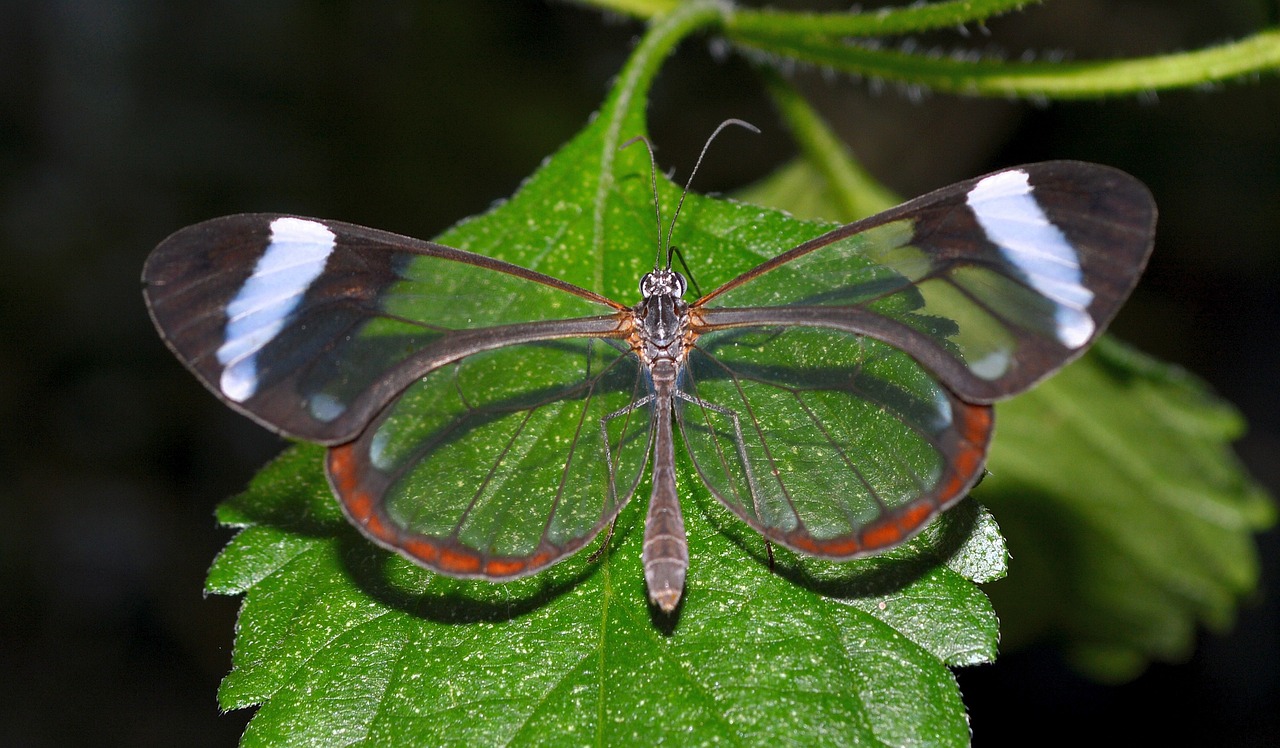 butterfly insect close free photo