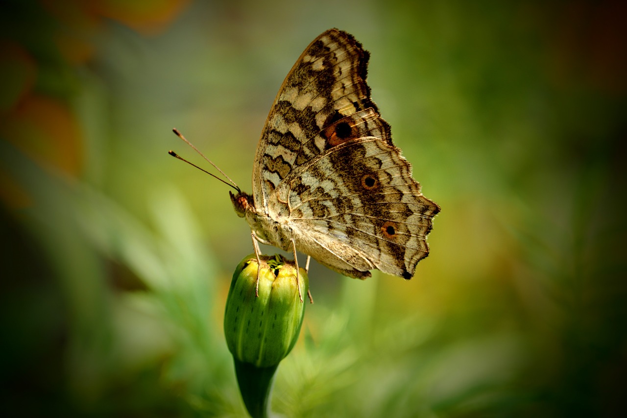 butterfly love nature free photo