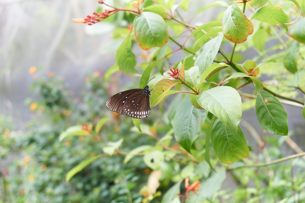 butterfly black points free photo