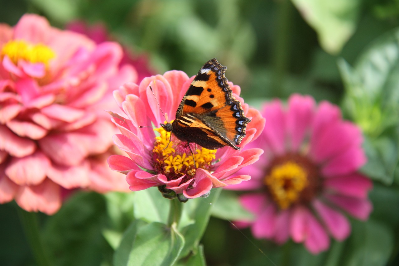 butterfly nature flower free photo