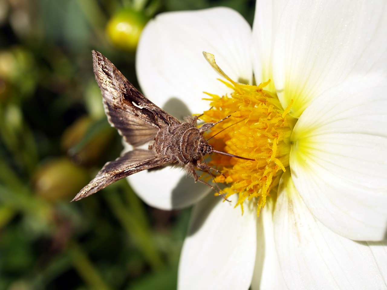 butterfly flower blossom free photo