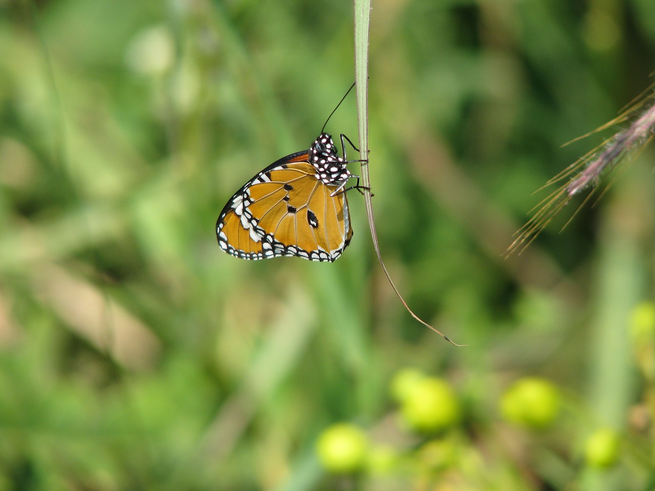 butterfly yellow green free photo