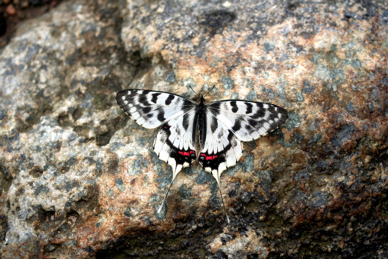 butterfly recreation forest insects free photo