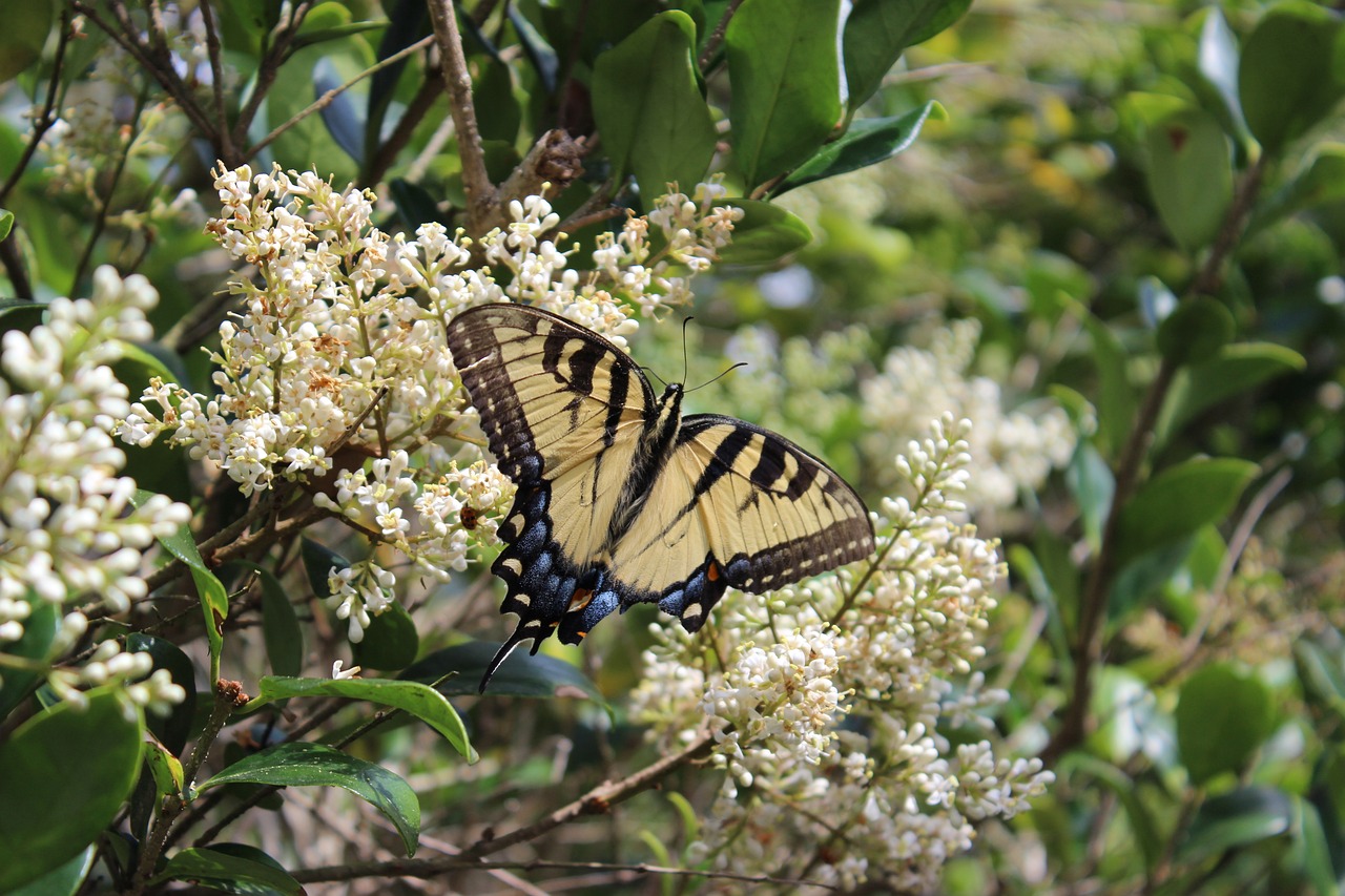 butterfly nature beauty free photo