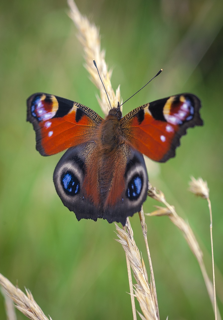 butterfly peacock insect free photo