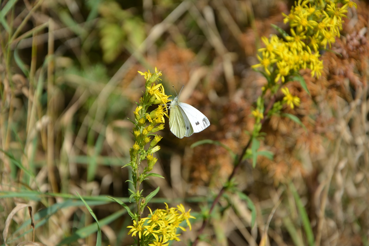 butterfly nature close free photo