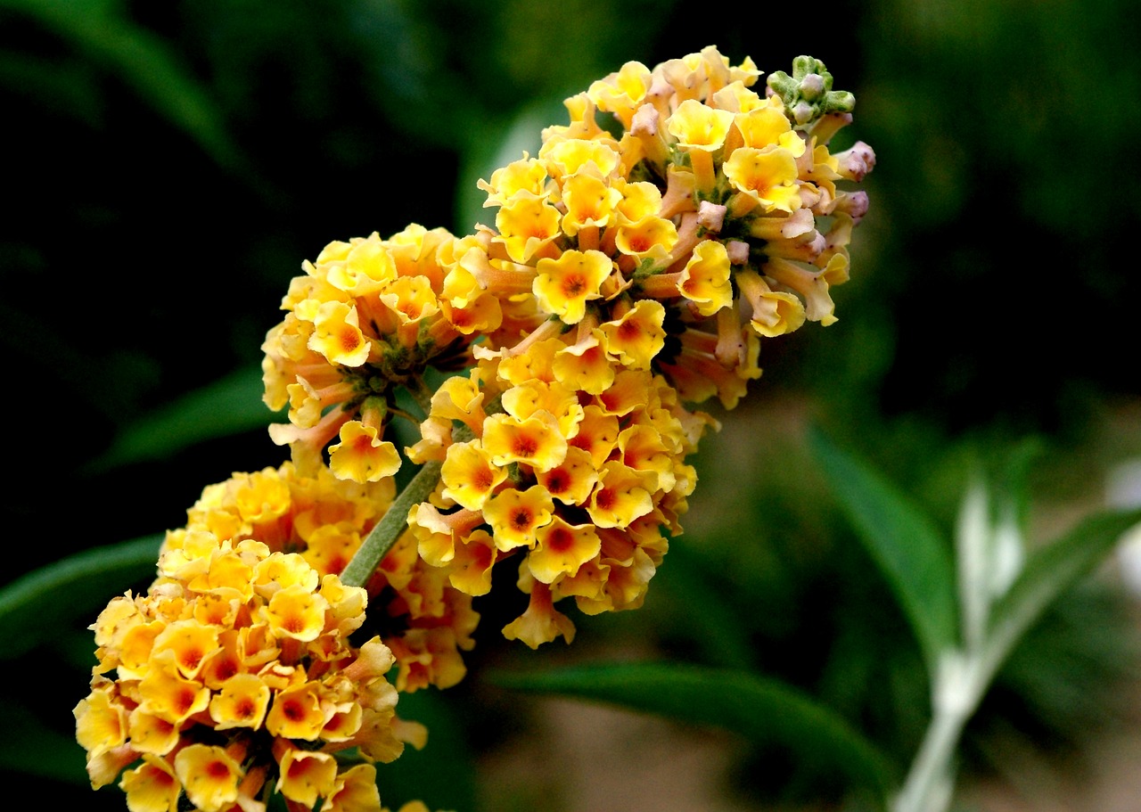 butterfly yellow plant free photo