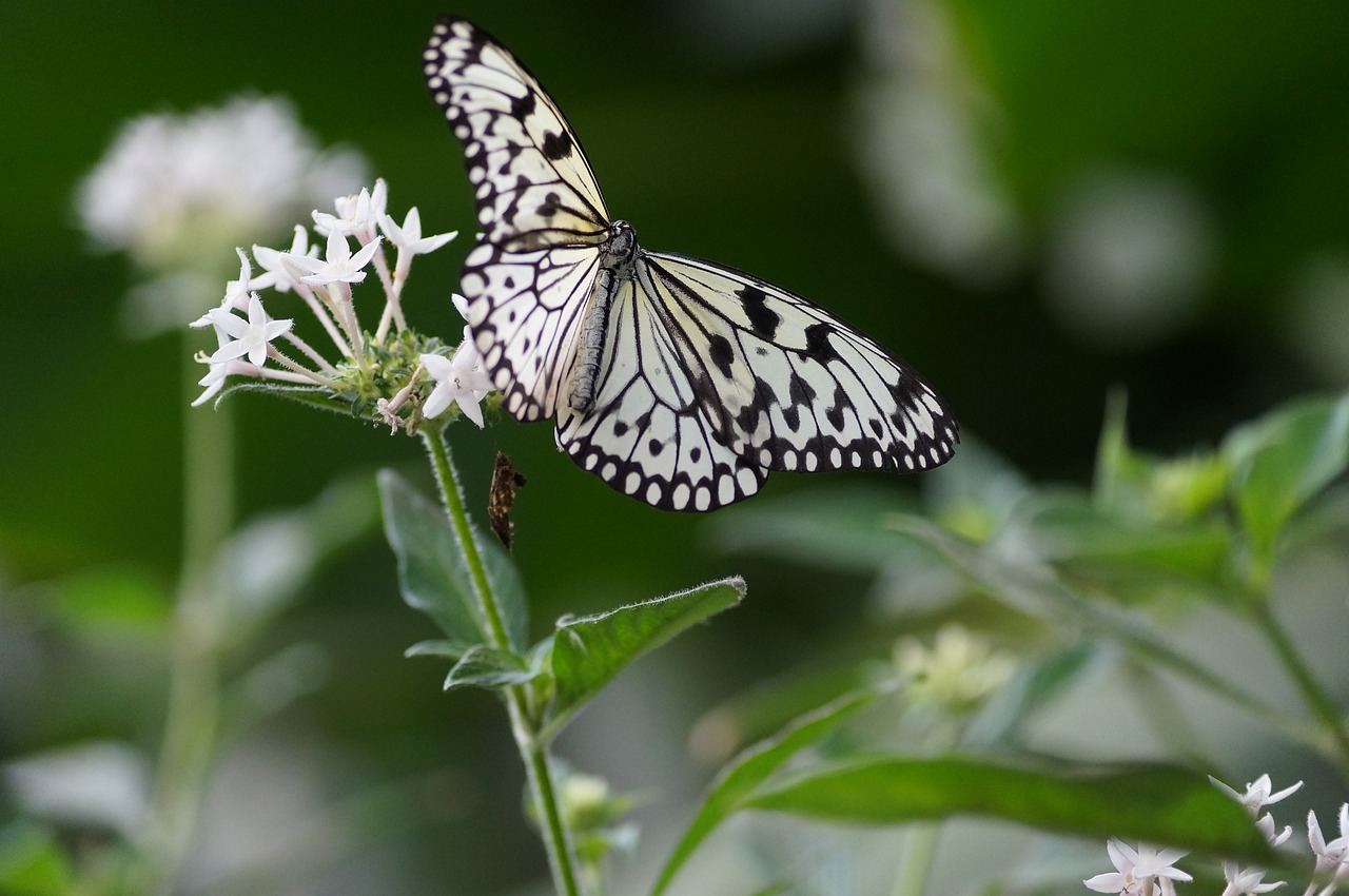 butterfly flower nature free photo