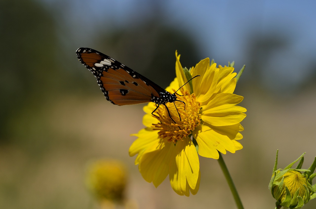 butterfly insects butterflies free photo