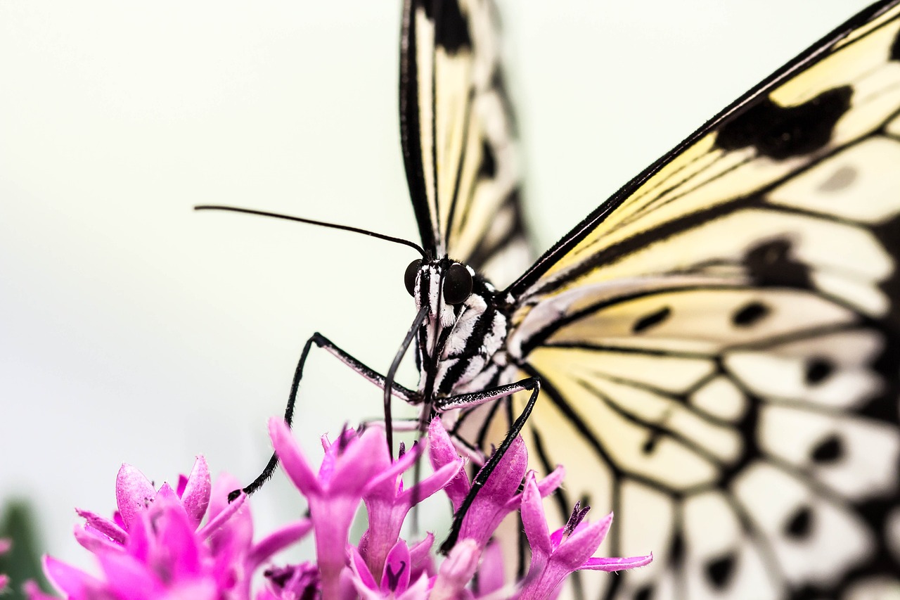 butterfly flower nature free photo