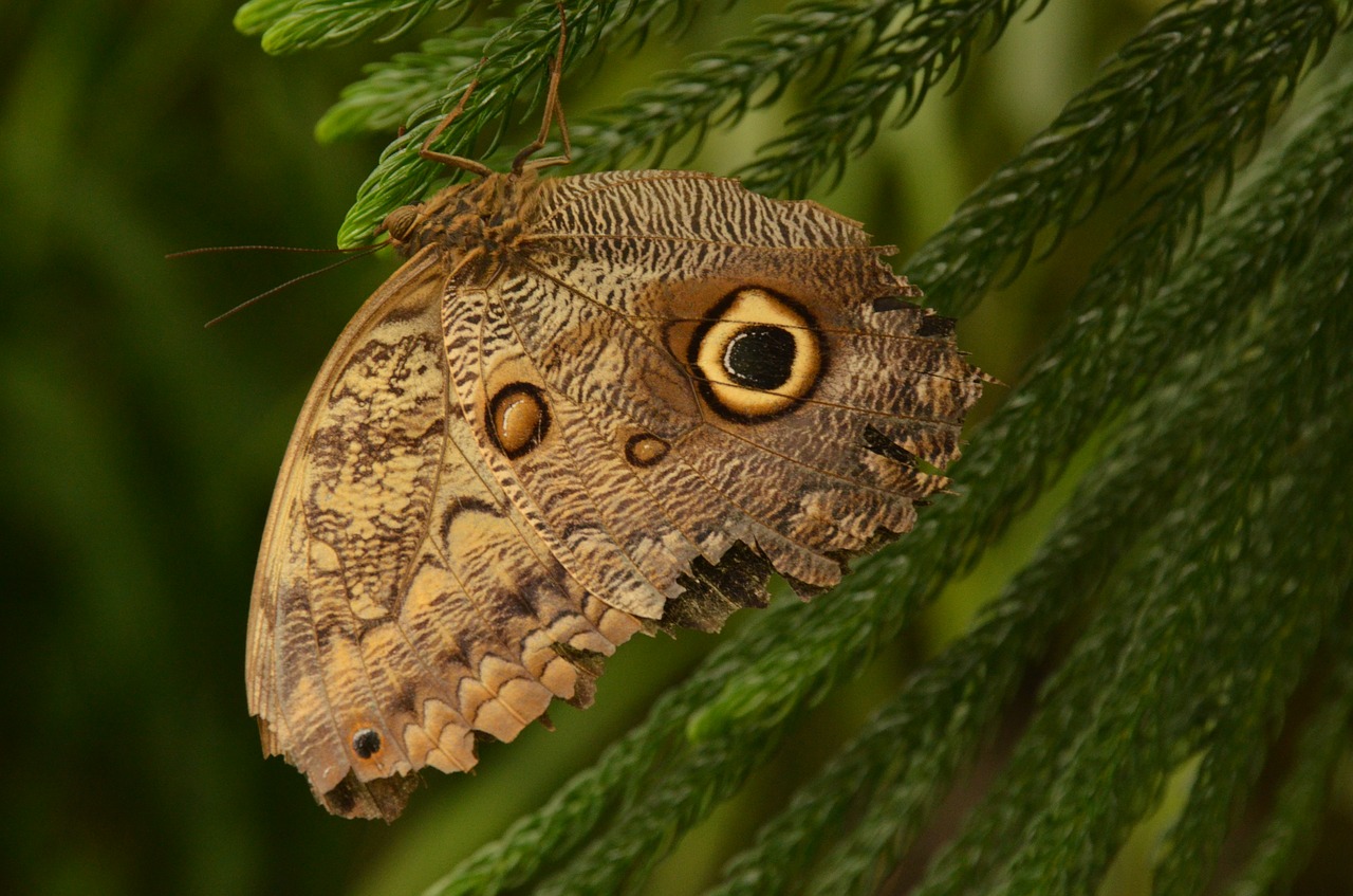 butterfly bug nature free photo